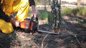 Best Fruit Tree Pruning  in Oneonta, AL