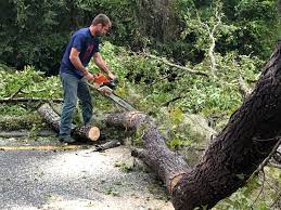 Best Tree Disease Treatment  in Oneonta, AL